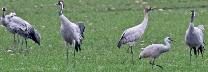 jerab kanadsky birdwatching