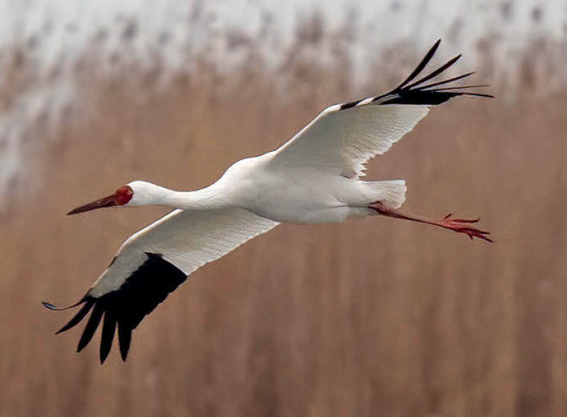 jerab bily birdwatching