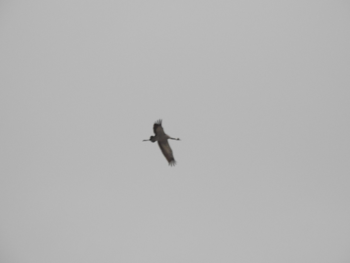 jerab popelavi birdwatching