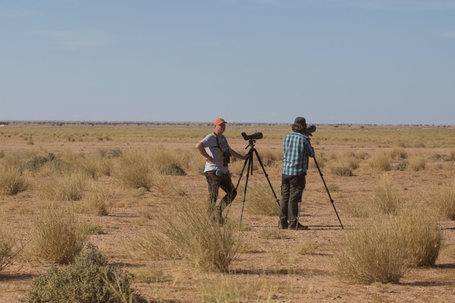 10 Desert Birding