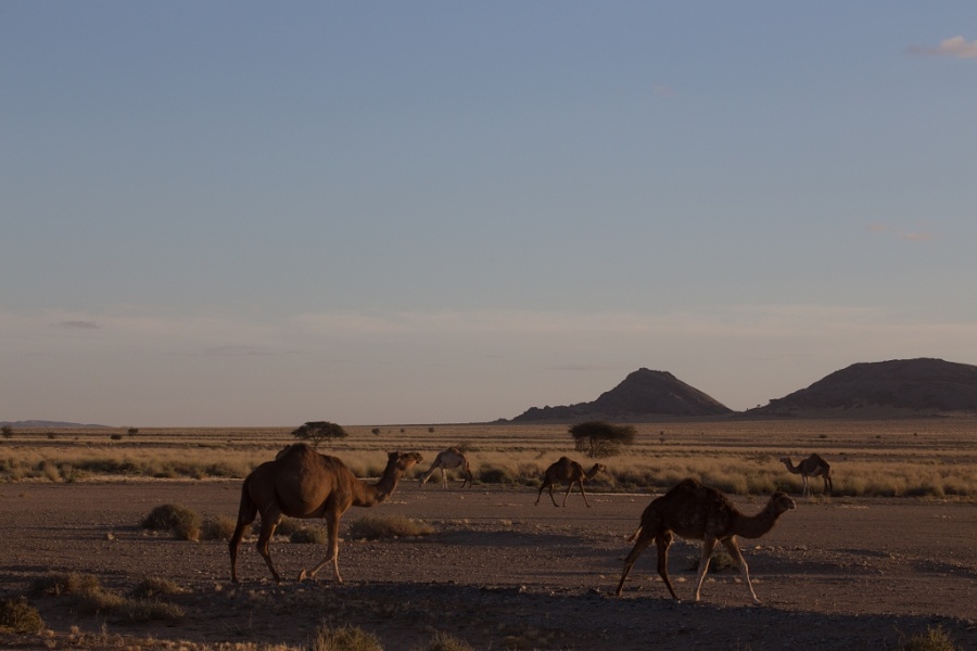 2 Camels in the dark around the camp