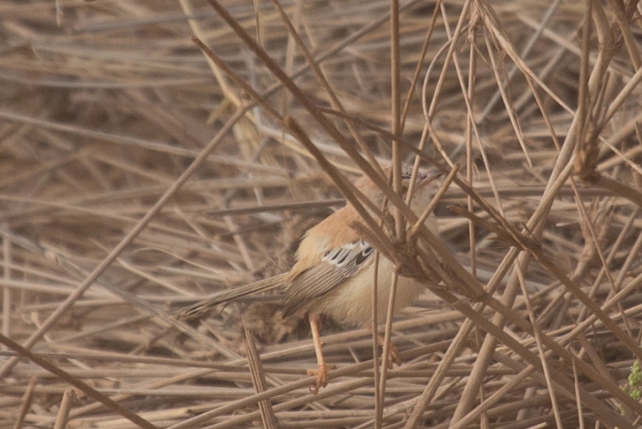 4 Cricket Warbler