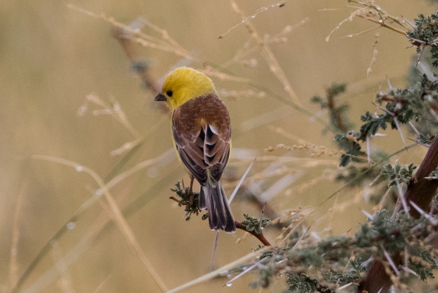 5 Sudan Golden Sparrow