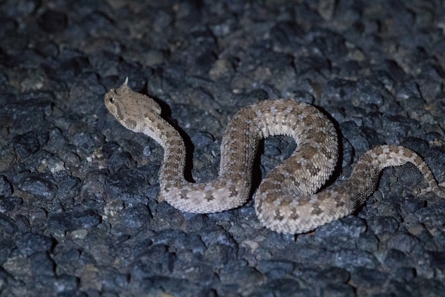 8 Saharan Horned Viper