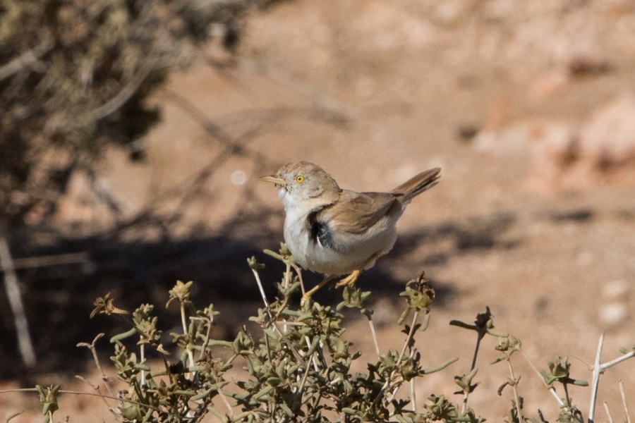 9 African Desert Warbler