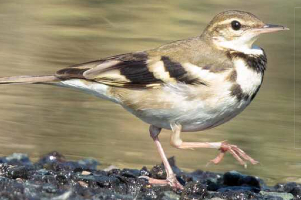 konipas pralesni birdwatching