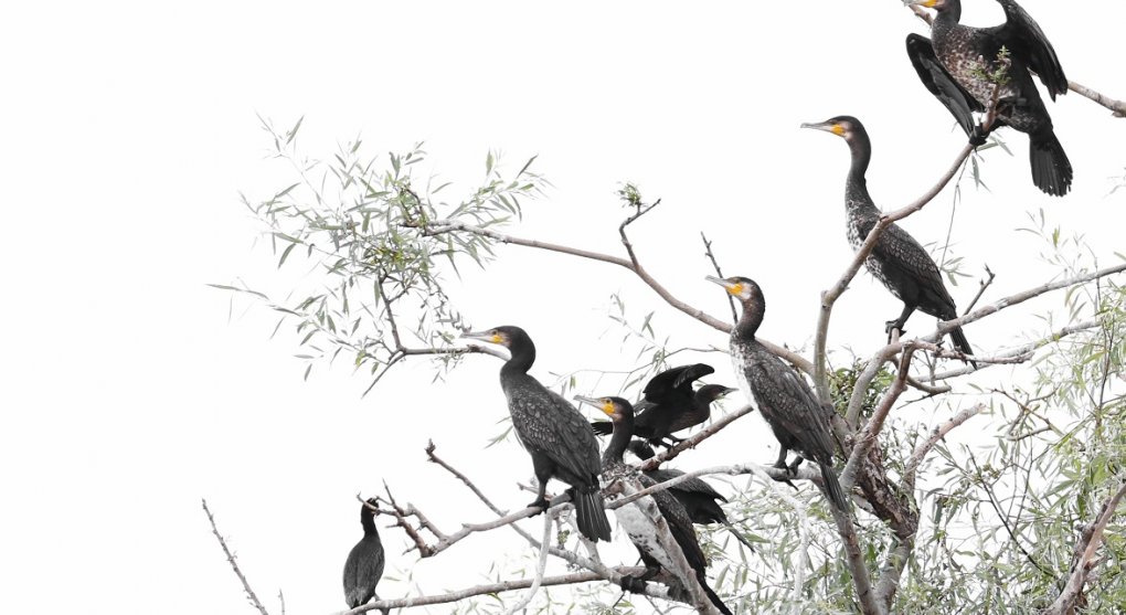 kormoran shutterstock