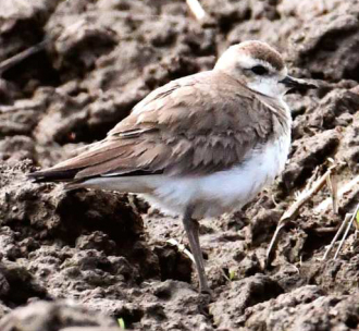 kulik kaspicky birdwatching