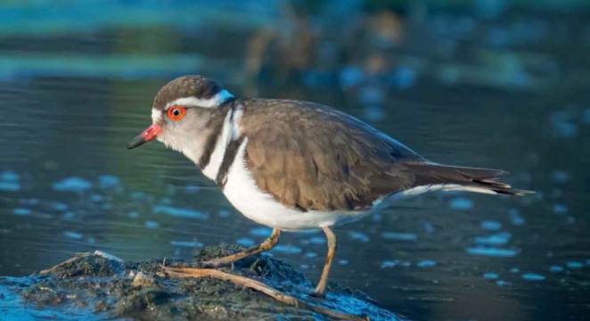 kulik tripasovy birdwatching