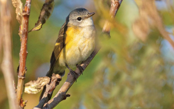 lesňáček lejskovitý birdwatching