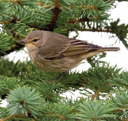 lesňáček skvrnitý birdwatching