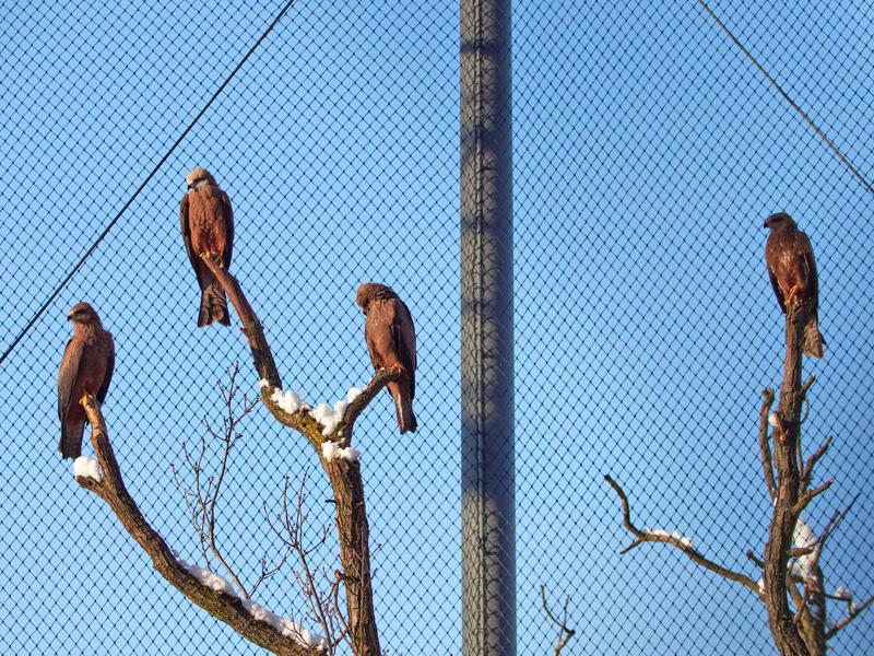 lunak hnedy ZOO brno