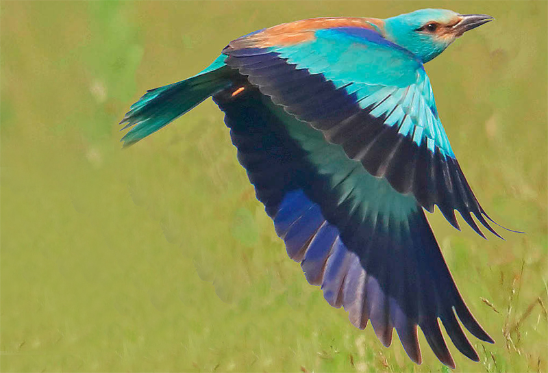 mandelik hajni birdwatching