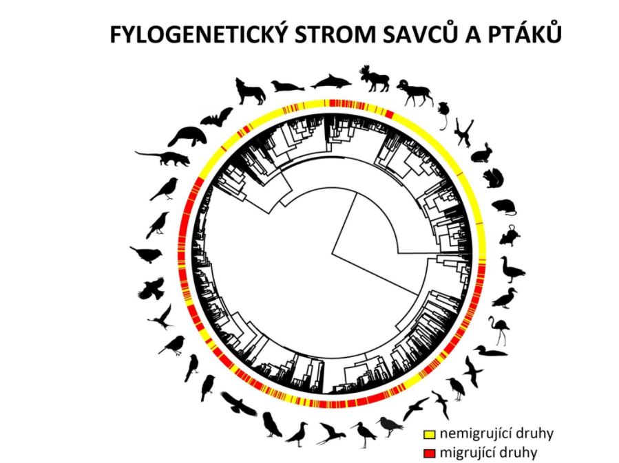 migrujici zvurata 06