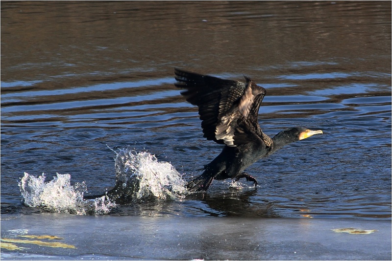 Nedělní ptačí putování birdwatching.cz01