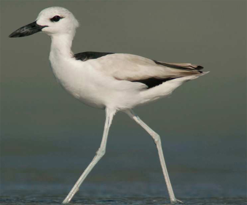 pobreznik cernobily birdwatching