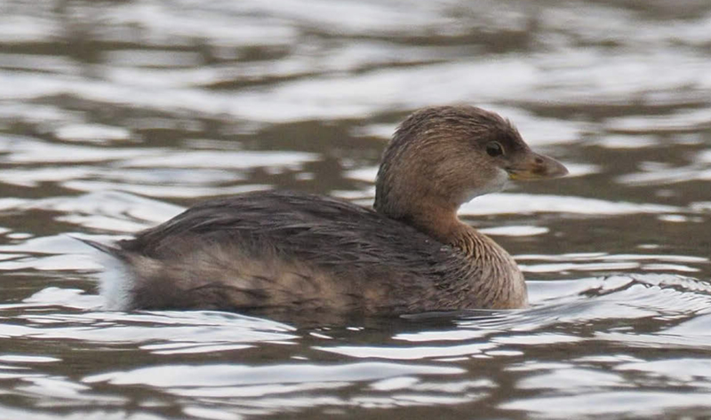 potapka seda birdwatching