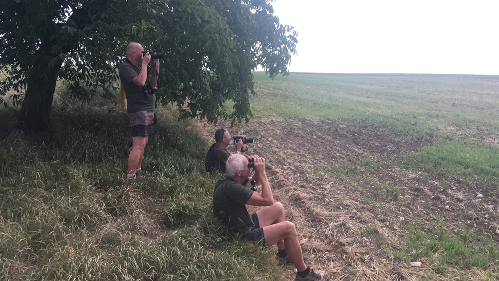 pozoprujeme orly birdwatching