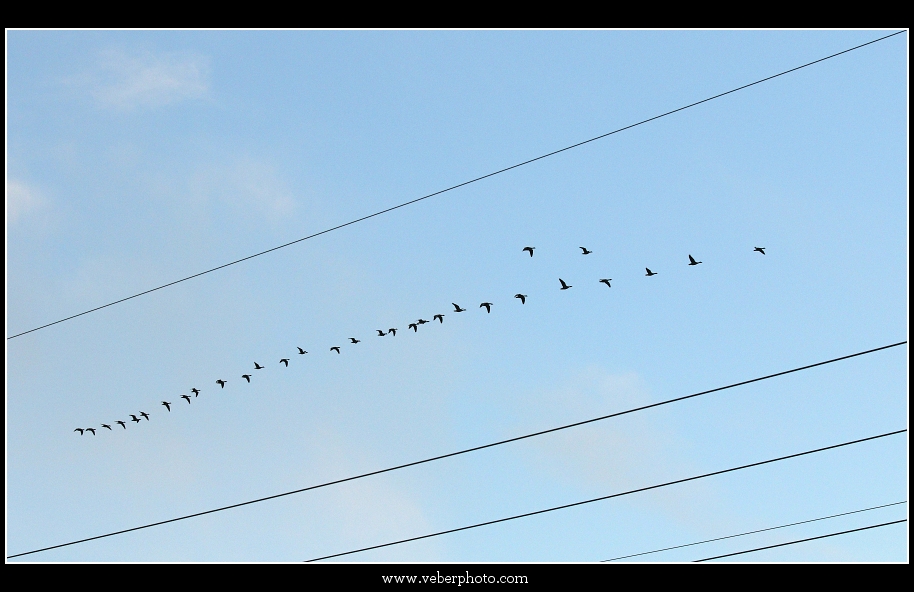 birdwatching.cz jerab popelavy11