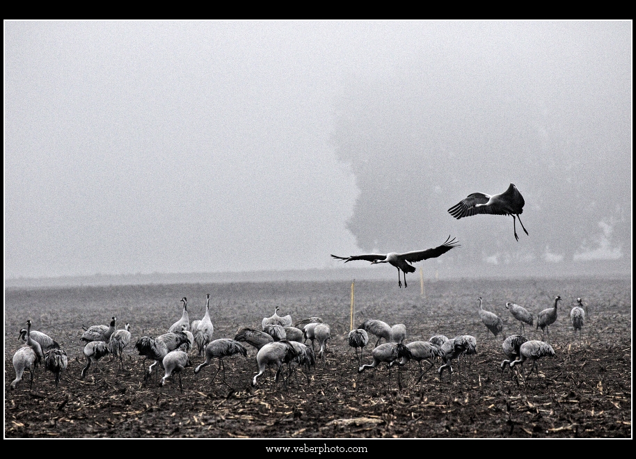 birdwatching.cz jerab popelavy12