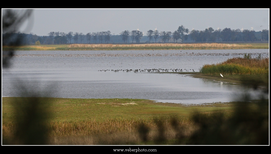 birdwatching.cz jerab popelavy4