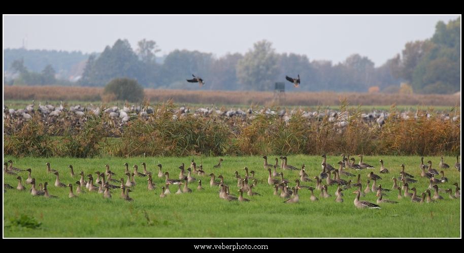 birdwatching.cz jerab popelavy6