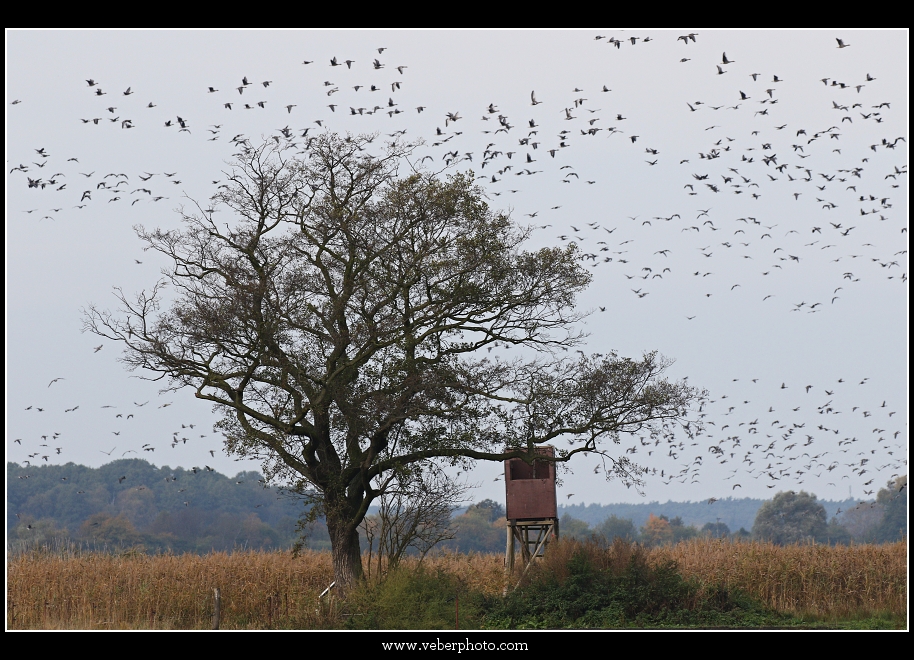 birdwatching.cz jerab popelavy7