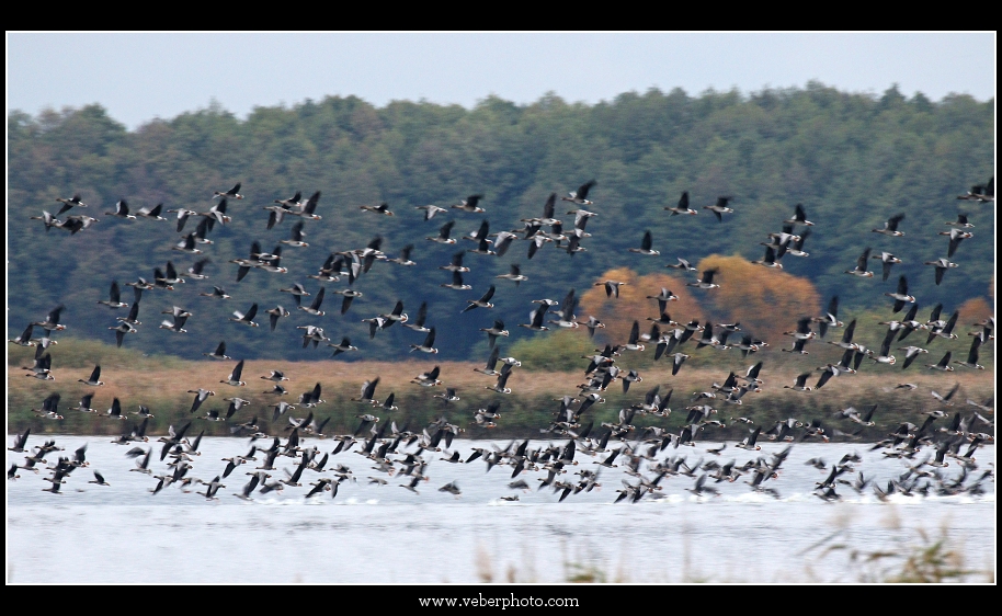 birdwatching.cz jerab popelavy8