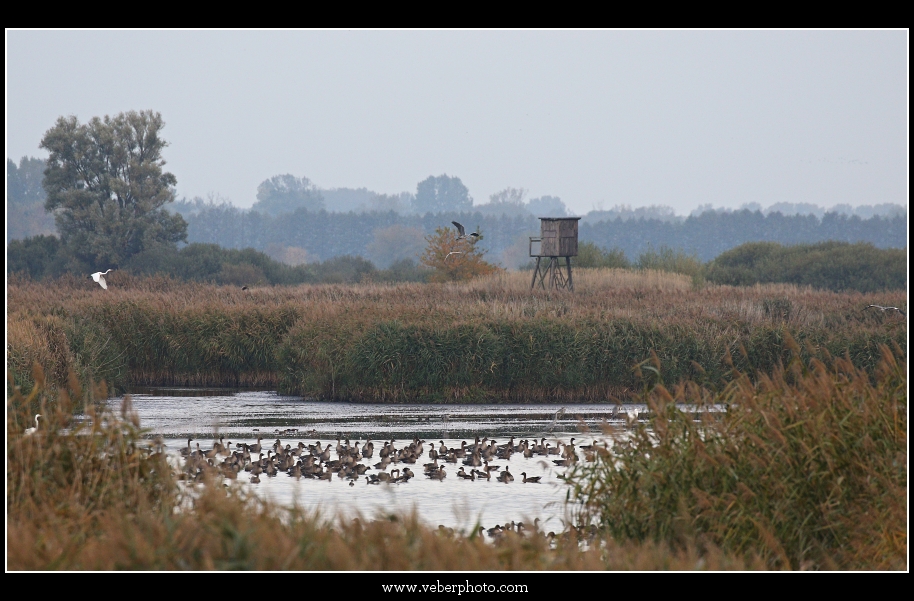 birdwatching.cz jerab popelavz9