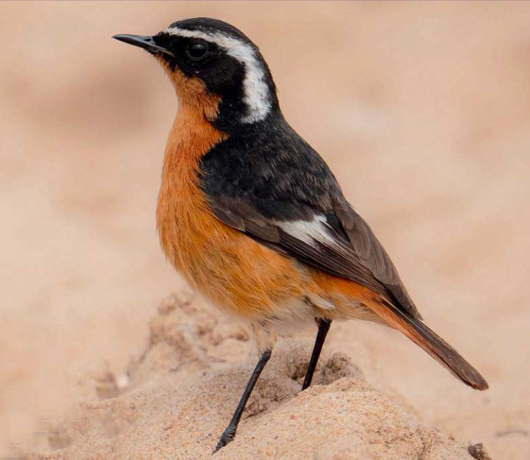 rehek severoafricky birdwatching