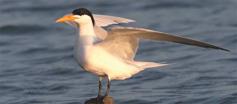 rybak oranzovozoby birdwatching 2021