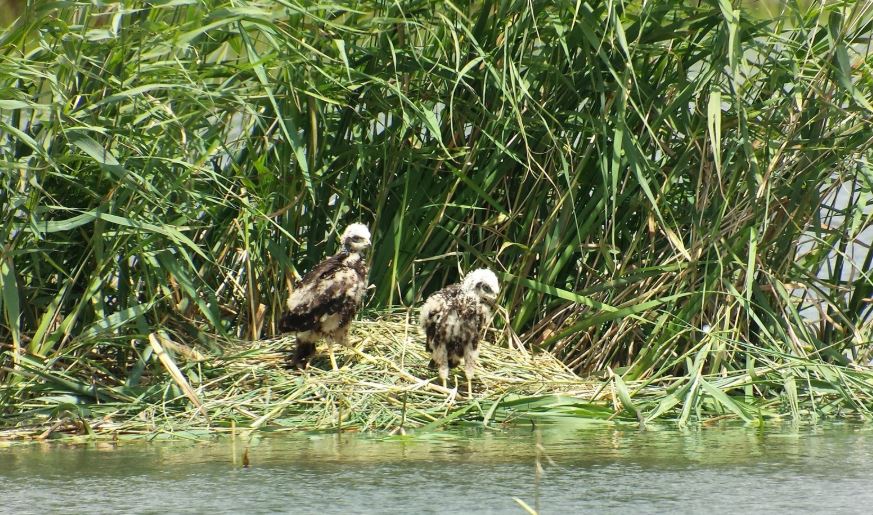 rybarstvi birdwatching