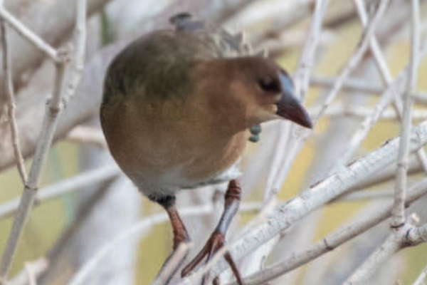 slipka promenliva birdwatching 2021