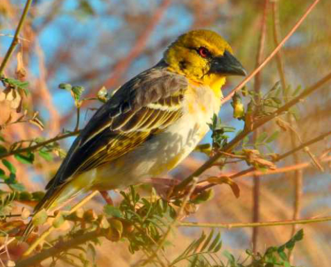 snovac zahradni birdwatching