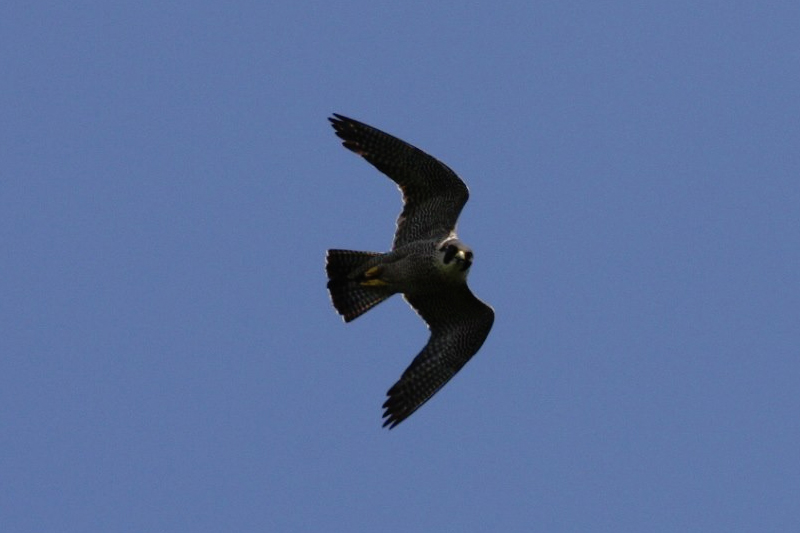 sokol birdwatching