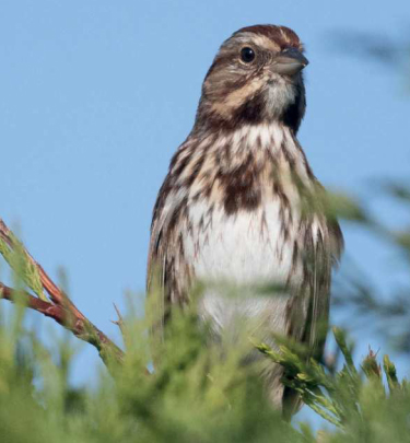 strnadec zpevny birdwatching