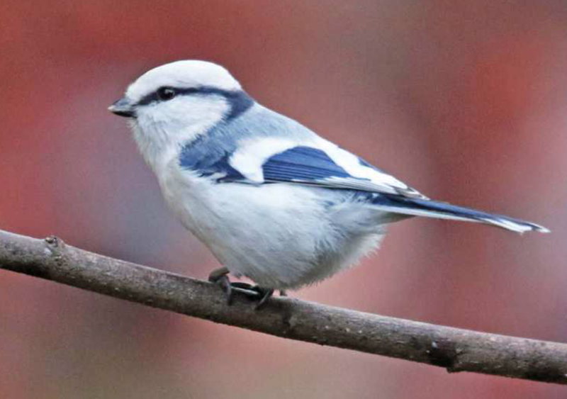 sykora azurova birdwatching 2021