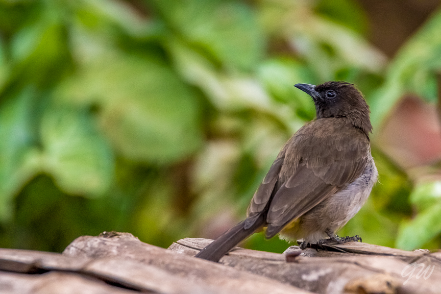 17 bulbul zahradni