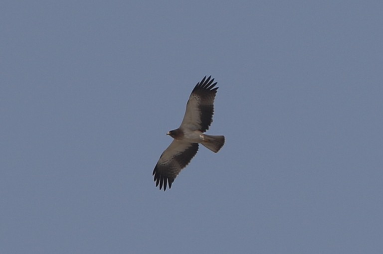 1 Booted Eagle