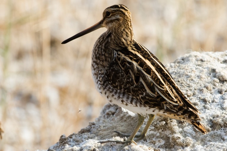 1 Common Snipe