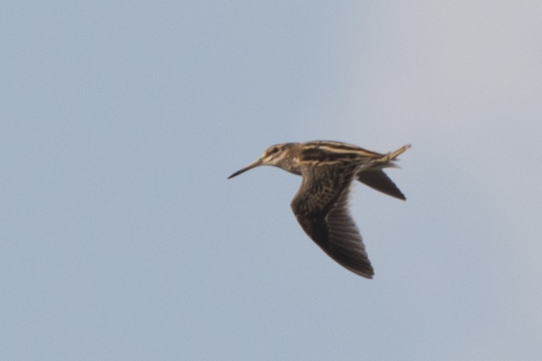 2 Jack Snipe