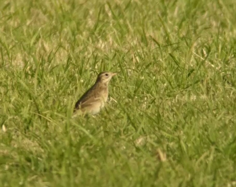 4 Richards Pipit