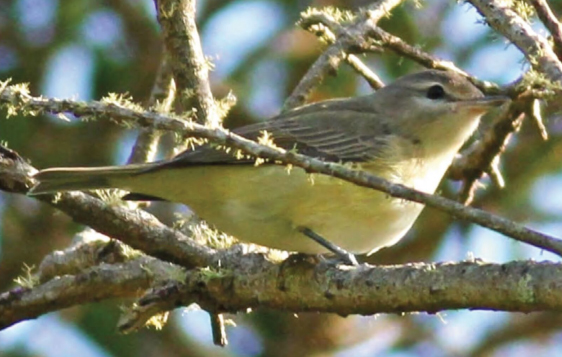 zelenáček švitořivý birdwatching