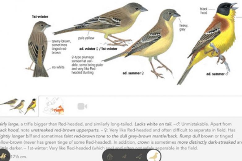 Birdwatcherovy rady