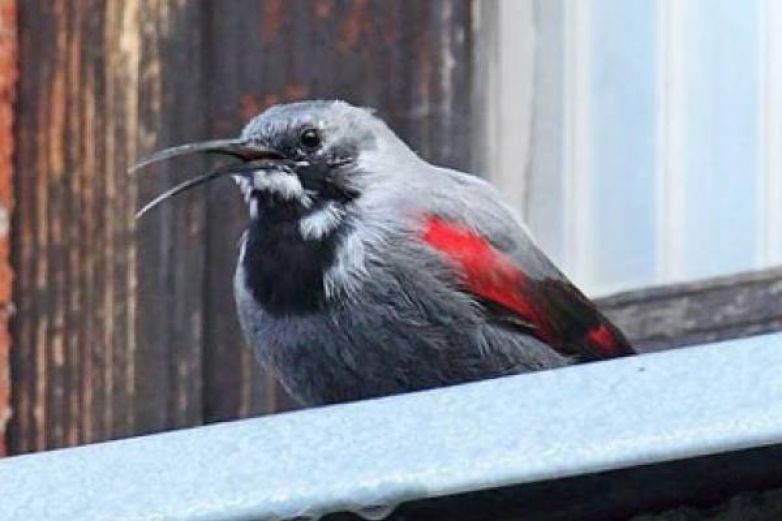 Birdwatcherův archiv 2014