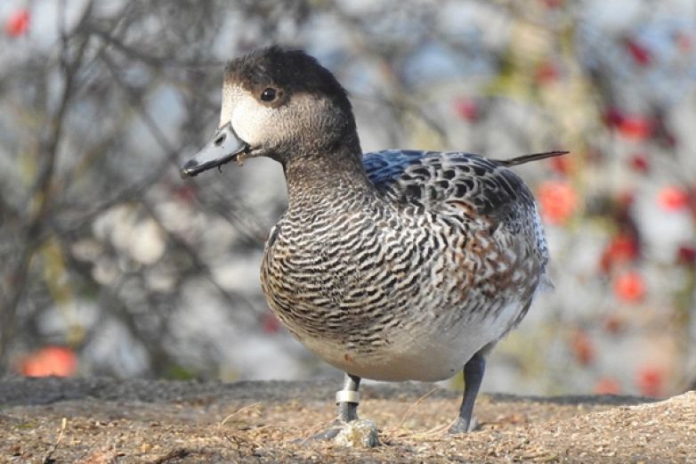 Birdwatcherův archiv 2019