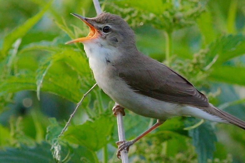 Birdwatcherův archiv 2020