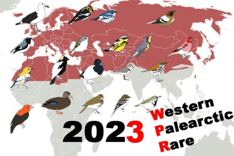 Rarity Western Palearctic 2023