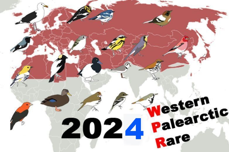 Rarity Western Palearctic 2024