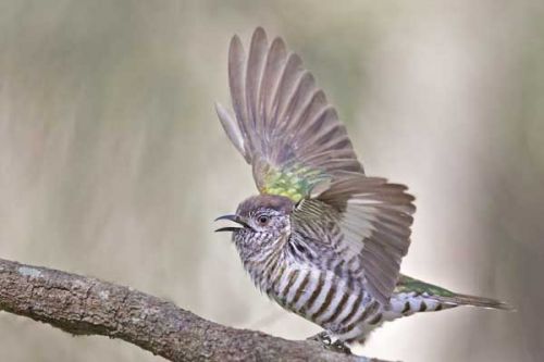 Srpnen 2019 - eBirding podle čísel